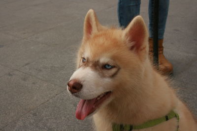 Close-up portrait of dog sticking out tongue