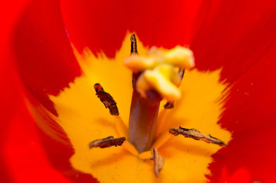 Macro shot of yellow flowering plant