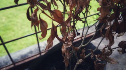 Close-up of wilted plant