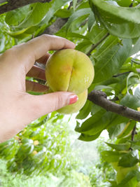 Cropped image of person holding fruit