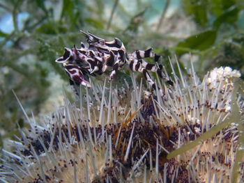 Zebra crab on top of a small piece of coral in malapascua island, philippines