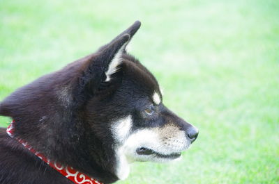 Close-up of dog looking away