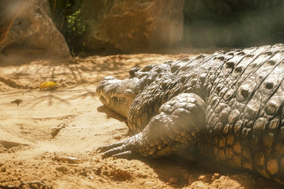 Close-up of crocodile