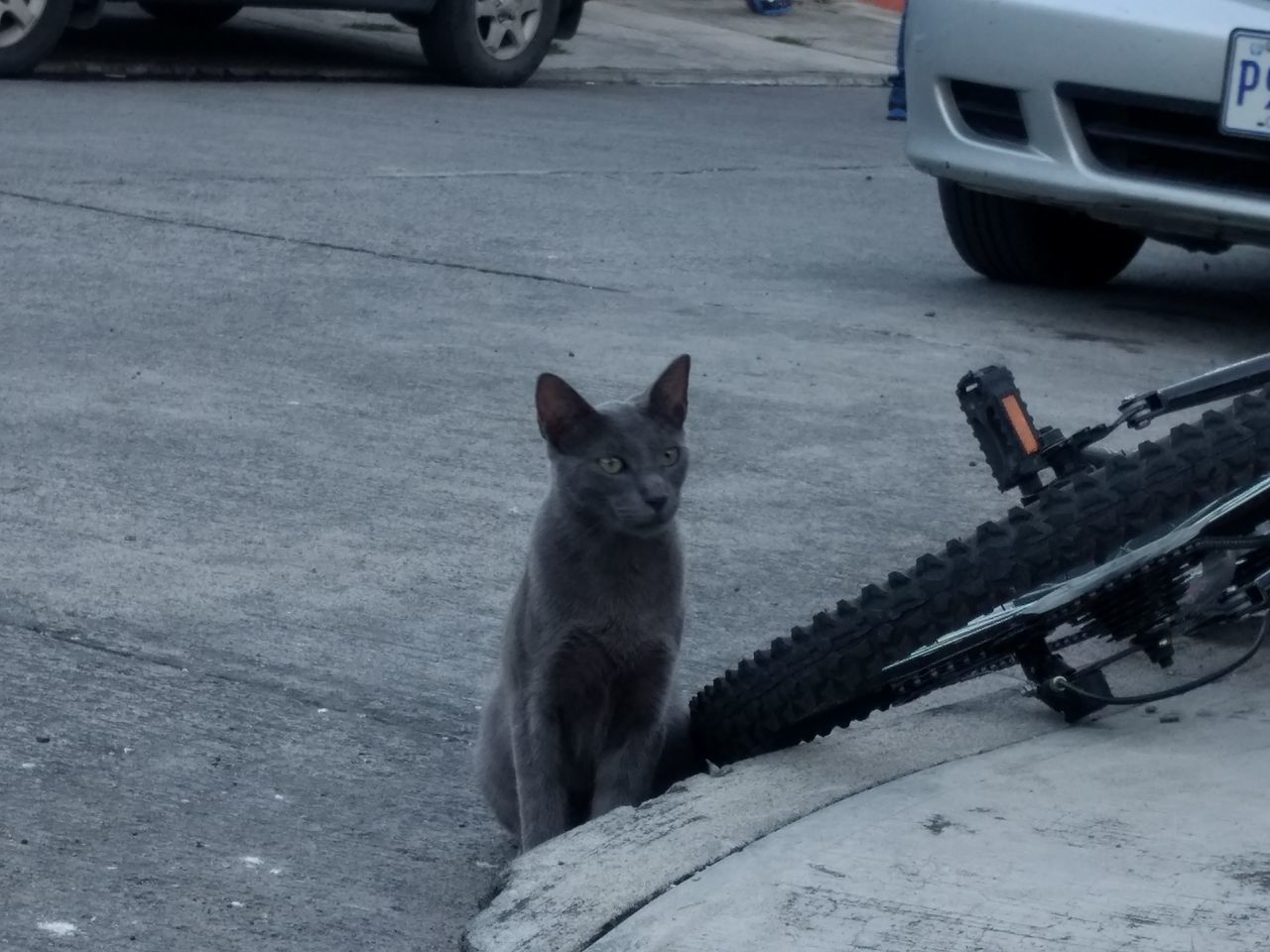 PORTRAIT OF CAT SITTING ON CAR BY ROAD