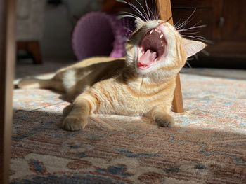 Close-up of a cat yawning