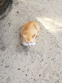 High angle view of cat on ground