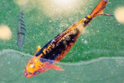 Goldfish in biotope
