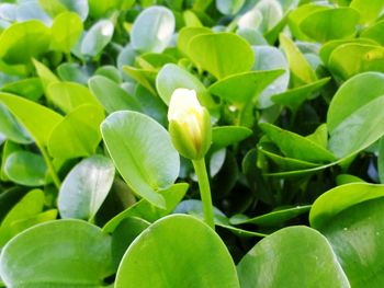 Close-up of green plant