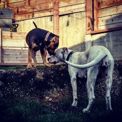 Dog standing in front of built structure