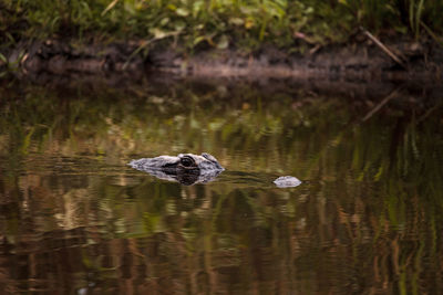 Large american alligator alligator mississippiensis in the wetland at the myakka river park 