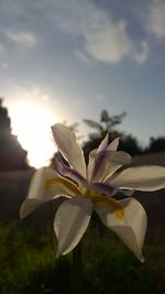 Close-up of flowers blooming outdoors