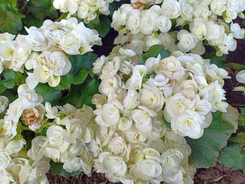 High angle view of white roses