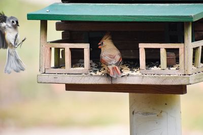 View of bird perching on wooden feeder