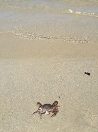 High angle view of crab on beach