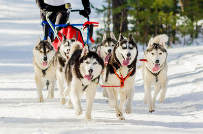 View of dogs on snow covered land