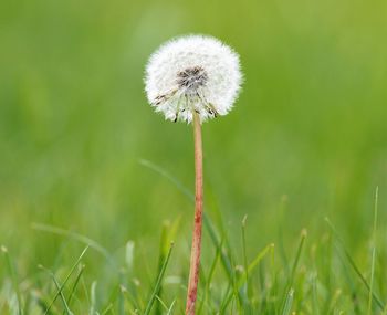 Close-up of dandelion flower