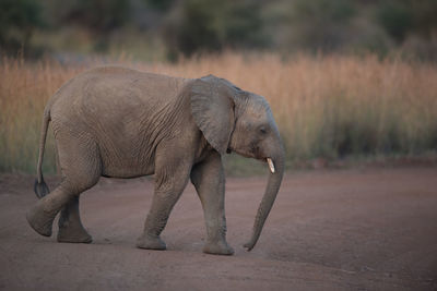 Elephant walking in a field