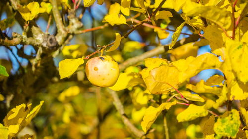 Close-up of fruit growing on tree