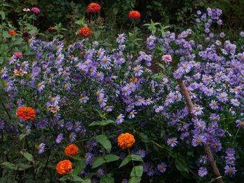 Purple flowers blooming outdoors