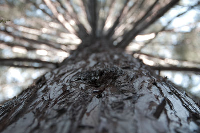 Low angle view of tree trunk