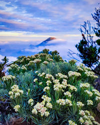 Close-up of flowering plant against sky