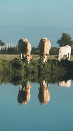 Cows on field