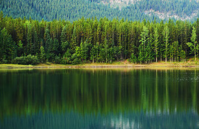 Panoramic view of pine trees in lake against sky