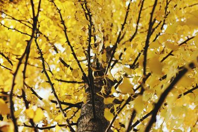 Close-up of bee on tree