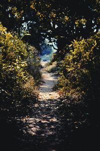 Road passing through forest