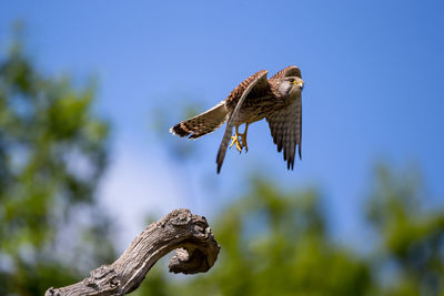 Low angle view of eagle flying against sky