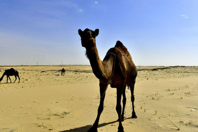 Camel standing on sand against clear sky