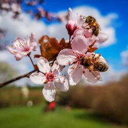 Close-up of cherry blossom