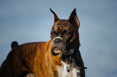 Dog looking away while standing against lake