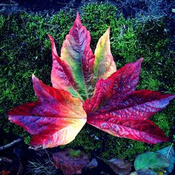 Close-up of maple leaves