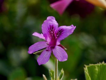 Close-up of pink flowering plant