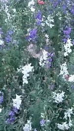 Full frame shot of purple flowering plants