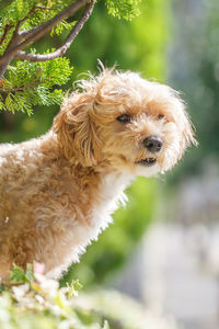 Close-up portrait of a dog