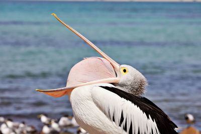 Close-up of pelican on sea