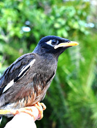 Close-up of a bird perching on hand