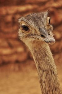 Close-up of a bird looking away