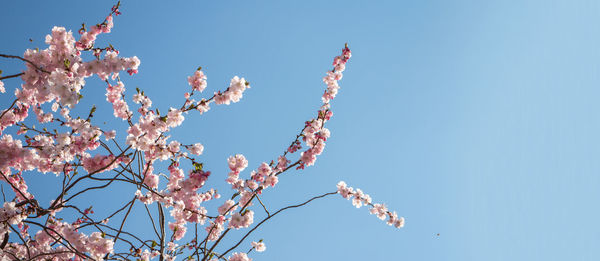 Low angle view of cherry blossom against blue sky