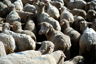 Full frame shot of sheep