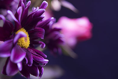 Close-up of purple flowers