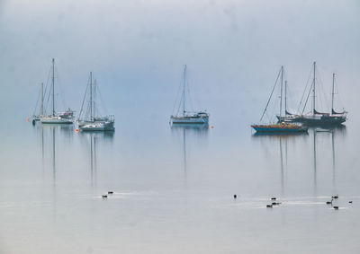 Misty morning sailboats in omokoroa channel.