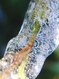 Close-up of turtle in water