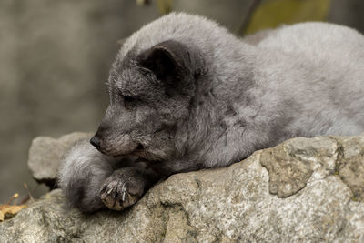 Close-up of animal sleeping on rock
