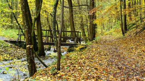 Plants and trees in forest during autumn