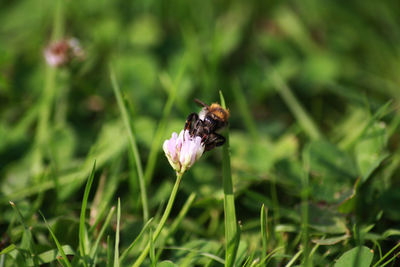 Close-up of bee on flower