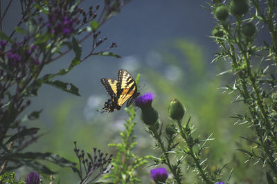 Butterfly on purple flower