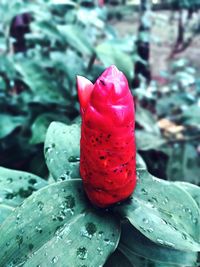 Close-up of red leaf on water